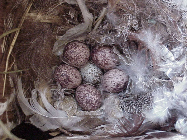Great crested flycatcher nest