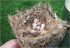 BHNU: nest and eggs