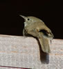 House Wren. Photo by L McCulloch