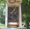 House Wren nest. Photo by Bet Zimmerman.