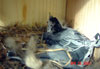 WBNU nestlings. Photo by Paul Murray
