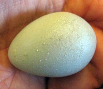 Starling egg with accretions. Bet Zimmerman.
