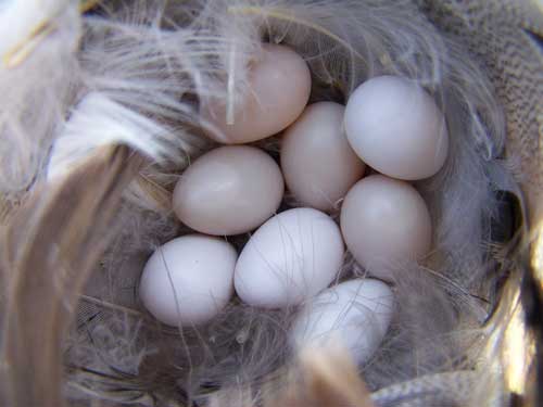 Nine eggs in TRES nest.