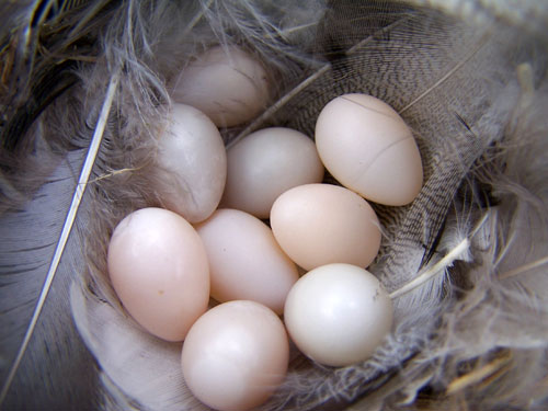 Nine TRES eggs. HPoto by Bet Zimmerman.