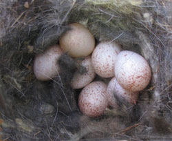white-breasted nuthatch eggs. photo by bet zimmerman