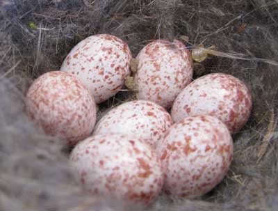 Nuthatch eggs. Photo by Bet Zimmerman.
