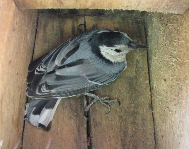 White-breasted nuthatch in nestbox. Photo by Bet Zimmerman.