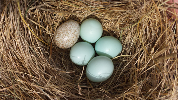 Cowbird egg in eastern bluebird nest