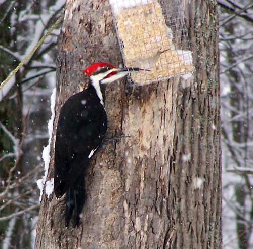Pileated Woodpecker eating suet.  Photo by Rob and Deb Torcellini