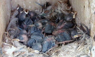 Pygmy Nuthatch Nest.