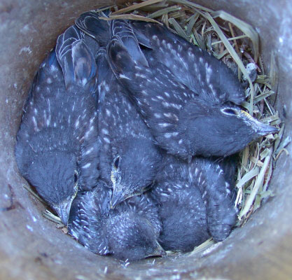 Bluebird Nestling Day 1-21 Time Sequence Photos