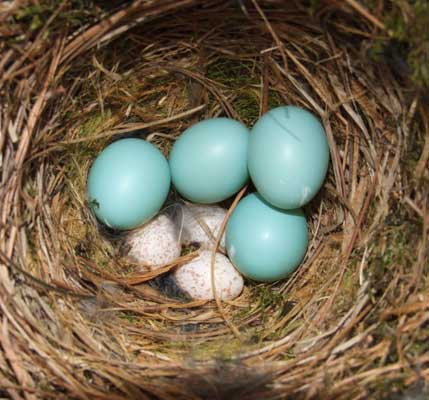 Chickadee and bluebird eggs.  Photo by Shirly Smith of FL