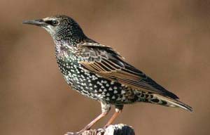 Juvenile European Starling.  Almost looks like a different species.  Photo by Wendell Long