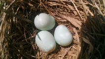 deformed eastern bluebird eggs