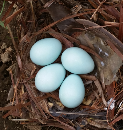 starling_nest_with_eggs