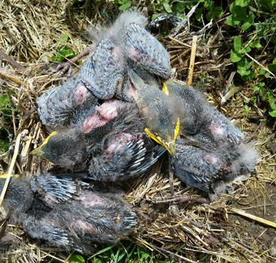 older starling nestlings. Photo by Bet Zimmerman Smith