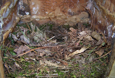 Titmouse nest. Photo by Bet Zimmerman.