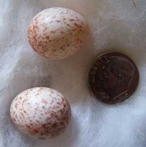 Titmouse eggs compared to dime. Photo by Bet Zimmerman.