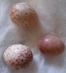 Tufted Titmouse v House Wren eggs. Photo by Bet Zimmerman