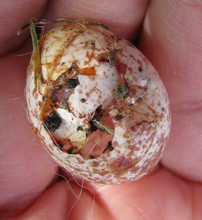 Titmouse egg on ground. Photo by Bet Zimmerman.