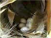 Tree swallow nest. Photo from http://www.wbu.com/chipperwoods/photos/treeswallow.htm