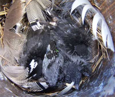 Tree Swallow nestlings. Photo by Bet Zimmerman.