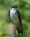 Tree Swallow.