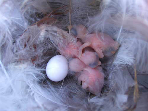 Newly hatched Tree Swallows. Photo by EA Zimmerman
