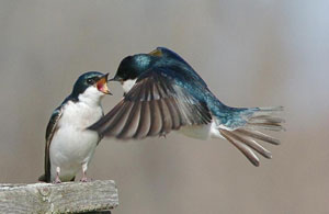 Tree swallow courtship feeding, photo by Wendell Long