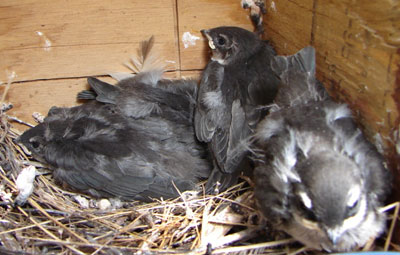 VGSW nestlings, day 17. Photo by Zell Lundberg.