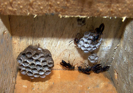 Native Paper Wasp in nestbox? Photo by EA Zimmerman
