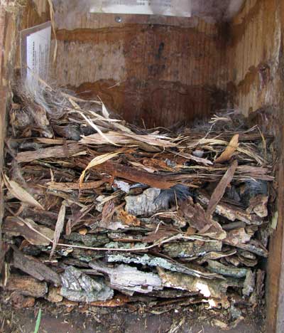 WBNU nest.  Photo by Bet Zimmerman.