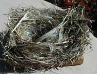 WEBL nest.