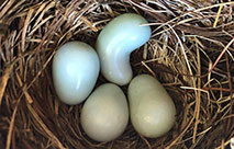Cashew or peanut shaped bluebird egg. Photo by Christine Boran