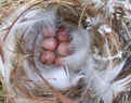 House Wren