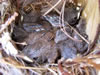 Nest and Egg ID: Image