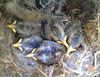 White-breasted Nuthatch nestlings, 11 days old. Paul Murray Photo