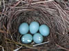 Eastern Bluebird Eggs.  Shelly Harris photo.