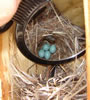 Mountain bluebird eggs. Zell Lundberg photo.