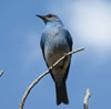 Male Mountain Bluebird.  Zell Lundberg photo