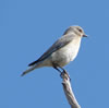 Female Mountain Bluebird.  Zell Lundberg photo