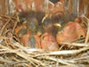 Western Bluebird nestlings.  Earl Garrison photo