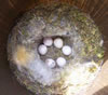 Black-capped Chickadee nest with eggs.  Bet Zimmerman photo