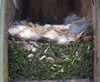 Black-capped Chickadee nest.  Bet Zimmerman photo