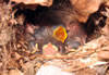 Carolina Wren nestlings, Karen Ouimet photo