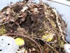 Nest Carolina Wren nest on propane tank, Bet Zimmerman photo