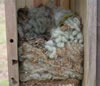 Flying Squirrel nest/roost in large two-hole bluebird box.  Bet Zimmerman photo