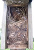 House Sparrow nest, photo by Bet Zimmerman