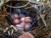 Nest and Egg ID: Image
