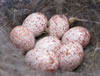 White-breasted Nuthatch eggs. Photo by Bet Zimmerman.